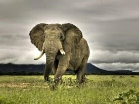 Elephant