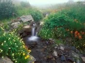 Flowing out of the Mist, Olympic National Park, .jpg