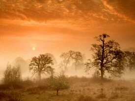 Foggy Meadow Sunrise, Corvallis, Oregon - 1600x1.jpg