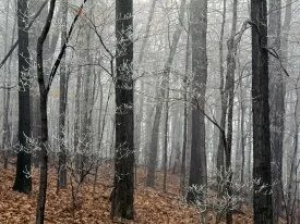 Forest Frost, Edwin Warner Park, Nashville, Tenn.jpg