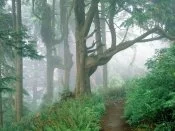 Forestpath