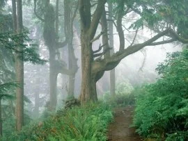 Forestpath (click to view)
