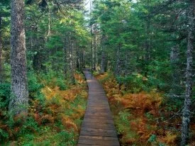 Fundy National Park, New Brunswick -  -.jpg