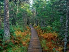 Fundy National Park, New Brunswick -  -.jpg (click to view)