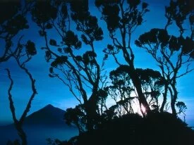 Giant Heather at Sunrise, Mount Sabinyo, Rwanda,.jpg