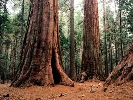 Giants, Calaveras State Park -  - ID 15.jpg