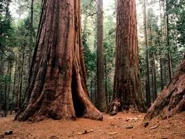 Giants, Calaveras State Park -  - ID 15.jpg (click to view)