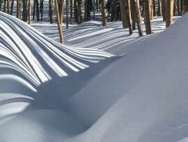 Golden Trees in the Snow, Tesuque.jpg (click to view)
