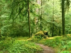 Gray Wolf River Trail, Olympic National Park, Wa.jpg