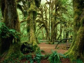 Hall of Mosses, Olympic National Park, Washingto.jpg