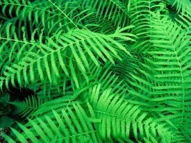 Hammock Fern, Atchafalaya Basin,  Louisiana - 16.jpg
