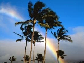 Hawaiian Rainbow -  - ID 41280.jpg