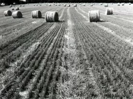 Hay Harvest (Infrared Film) -  - ID 312.jpg
