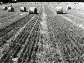 Hay Harvest (Infrared Film) -  - ID 312.jpg (click to view)