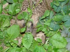 Hedgehog "is that a camera?"