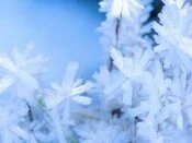 Hoar Frost, Purcell Mountains, Br.jpg