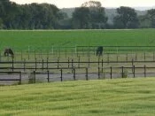 Horses in early morning