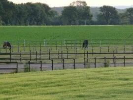 Horses in early morning (click to view)