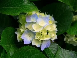 Hydrangeas.jpg (click to view)