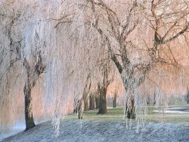Ice-covered Willow Trees -  - ID 43740.jpg