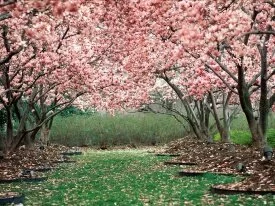 In Full Bloom -  - ID 20796.jpg