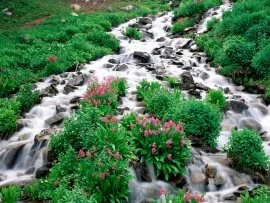 Indian Peaks Wilderness, Roosevelt National Fore.jpg (click to view)