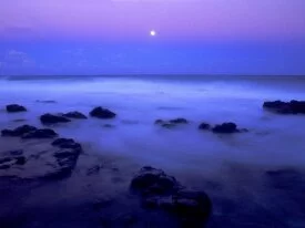 Island Mist -  - ID 45385.jpg
