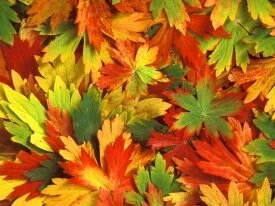 Kaleidoscope of Fall -  - ID 41969.jpg