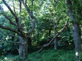 Kims Nature HD