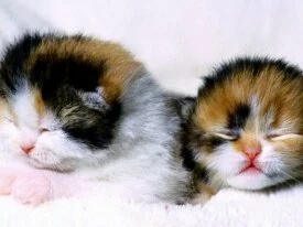 Kittens