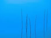 Letts Lake Reeds, Mendocino National Forest, Cal.jpg