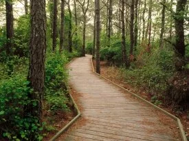 Life of the Forest Trail, Assateague Island, Ber.jpg