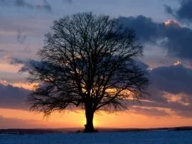 Lone Tree at Sunset -  - ID 15744.jpg (click to view)