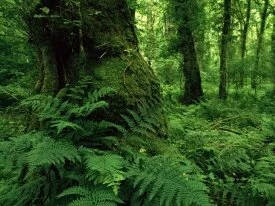 Lough Key Forest Park, Ireland -  - ID .jpg