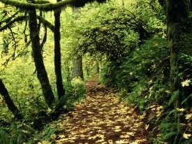 Maple Lined Silver Creek Trail, Silver Falls, Or.jpg