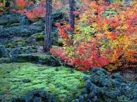 McKenzie Lava Fields, Willamette National Forest.jpg