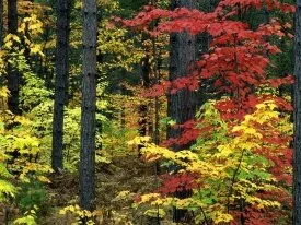 Michigan Colors -  - ID 34924.jpg