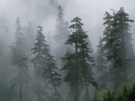 Mist of the Clearing Storm, Mount Hood National .jpg