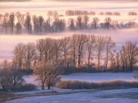 Misty Morn -  - ID 20864.jpg