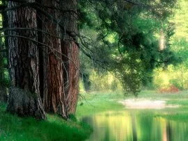 Misty Reflections, Yosemite National Park, Calif.jpg (click to view)