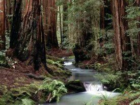 Montgomery Woods State Reserve, California - 160.jpg