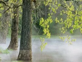 Morning Fog, Percy Warner Park, Tennessee - 1600.jpg (click to view)