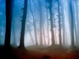 Morning Light -  - ID 41666 - PREMIUM.jpg