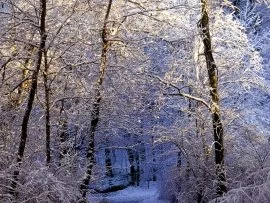 Morning Light Falls on the Forest.jpg (click to view)