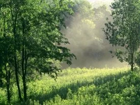 Morning Meadow, Edwin Warner Park, Nashville, Te.jpg