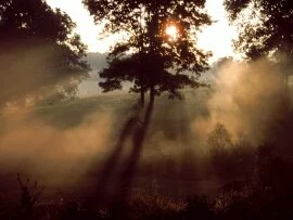 Morning Mist -  - ID 18862.jpg (click to view)