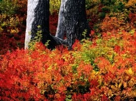 Mount Baker, Washington -  - ID 4060.jpg