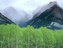 Mountain Mist, Alberta, Canada -  - ID .jpg (click to view)