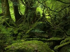 Mystic Forest
