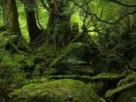 Mystic Forest (click to view)